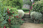 Rose bush and small staircase, Rousham House, England.