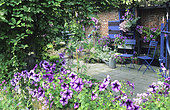 Flowered terrace with Petunia (Petunia x hybrida) 'Blue Daddy', courtyard garden in summer, Garden Mr. and Mrs. Vuylsteke, Belgium.