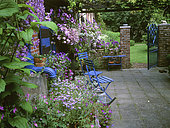 Small courtyard flowered with perennial Geranium (Geranium sp), Clematis (Clematis sp), Lobelia (Lobelia), Italian aster (Felicia amelloides), Pansy (Viola sp), Petunia (Petunia sp) in summer, Private garden of Mr and Mrs Vuylstreke , Belgium