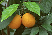 Orange (Citrus sinensis, Synonym: Citrus aurantium), Citrus fruit