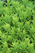 Common mint, spearmint (Mentha officinalis)