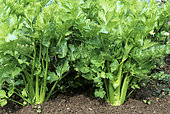 Wild celery 'Tall Utah' (Apium graveolens dulce) vegetable in summer
