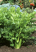Wild celery 'Tall Utah' (Apium graveolens dulce) vegetable in summer