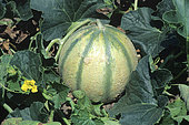 Melon (Cucumis melo), fruit