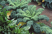 Curled Kale (Brassica oleracea acephala), vegetable in autumn