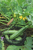 Vegetable basket with courgette of 'Tripoli' (Cucurbita pepo), Vegetable