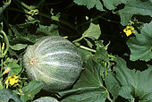 Charentais melon (Cucumis melo), Fruit