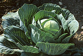 Edible Cabbage F1 (Brassica oleracea) 'Tête de Pierre'. Vegetable