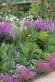 Pink monochrome flowers bed with Dame's Rocket seed (Hesperis matronalis), Rose (Rosa sp), Pansy (Viola sp), Jardin de Claude Monet, Giverny, France