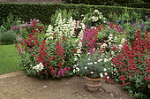 Massif of red valerian (Centranthus ruber) and white valerian (Centranthus ruber) 'albus' on terrace