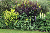 Scene of shrubs with Berberis (Berberis sp), Lupine (Lupinus sp), Hollyhock (Alcea rosea) and Golden ninebark (Physocarpus lutens)