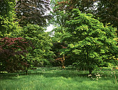 Landscaped undergrowth with Japanese maples (Acer palmatum) and (Acer japonicum) in spring