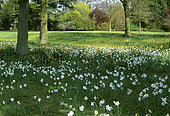 Undergrowth with Narcissus (Narcissus sp), Sandringham Garden, England