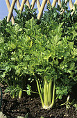 Golden celery (Apium graveolens dulce) 'Daybreak'