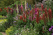 Massif de printemps avec Lupin (Lupinus), Digitale (Digitalis sp), Géranium vivace (Geranium sp) et Alchemille molle (Alchemilla mollis), Jardin privé en été, Belgique