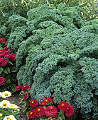 Decorative cabbage, kale (Brassica oleracea) 'Moosbor'