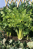 Wild celery (Apium graveolens dulce) 'Plein blanc doré'