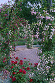 Rose climbing on arbor, Rose (Rosa 'Debutante'), Rose Garden, Mottisfont Abbey, England