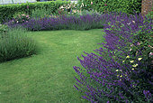 Lawn and Massifs of Catnip (Nepeta sp) in summer, Hall Farm, England