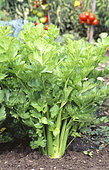 Celery 'Lino' (Apium graveolens var dulce), Breeder Clause
