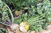 Celeriac 'Névé' (Apium graveolens var rapaceum) vegetables in autumn