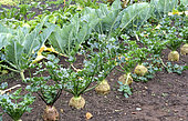 Row of Celeriac 'Névé' (Apium graveolens var rapaceum) in autumn