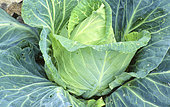 Early headed cabbage 'De Louvier' (Brassica oleracea var capitata), Vegetables