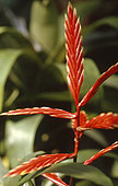 Flaming Sword (Vriesea splendens)