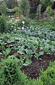 Flowery Vegetable garden with Rosemary (Rosmarinus officinalis), Boxwood (Buxus sp), Capucine (Tropaeolum sp), Alchemilla molle (Alchemilla mollis), Endive (Cichorrum endivia), Rose (Rosa sp)