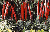 Flaming Sword (Vriesea splendens)