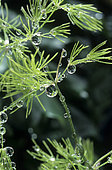 Rain droplets on a cedar (Cedrus sp)
