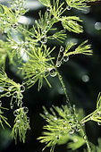 Rain droplets on a cedar (Cedrus sp)
