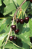 Cherry bigarreau 'Summit' (Prunus cerasus), fruits on the tree in summer