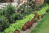 Vegetable garden with Salad (Lactuca sativa), Rose bush (Rosa sp), Boxwood (Buxus sp), Pashley Manor, England.