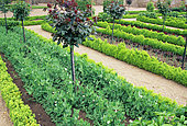 French kitchen garden, Peas in bloom (Pisum sativum), Priory of Saint Cosme, Indre-Et-Loire, France.