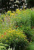 Sunwheel (Buphthalmum salicifolium) and Achillea (Achillea sp) in summer
