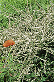 Chinese bearberry (Cotoneaster dammeri) C.K.Schneid, Hardy shrub, Creeping habit, Ripening, Ground cover, Evergreen, Elliptical leaf, Coriace, Autumn color, May and June bloom, White flower, Fragrance