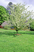 Ornamental apple tree (Malus brevipes), Batsford arboretum, Gloucestershire, England