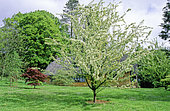 Ornamental apple tree (Malus brevipes), Batsford arboretum, Gloucestershire, England