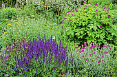 Flowering Perennial Spring bed with Woodland sage (Salvia nemorosa,Cranesbill (Geranium psilostemon), Achillea (Achillea sp), Pink (Dianthus )