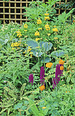 Perennial Flowerbed with Primrose (Primula sp), Funkia (Hosta sp), Orchid (Dactylorhiza sp), Spring-Summer