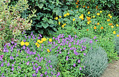 Perennial Flowerbed with Pansy, Violet (Viola sp), California Poppy (Eschscholzia californica), Spring-Summer