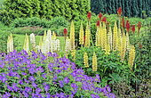 Perennial Flowerbed with Perennial Geranium (Geranium sp) 'Johnson's Blue', Lupine (Lupinus sp), Tritoma (Kniphofia sp), Waterperry Gardens, Oxfordshire, England, Summer