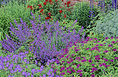 Perennial Flowerbed with Perennial Geranium (Geranium psilostemon) 'Johnson's blue', Oriental Poppy (Eastern Papaver), Catnip, (Nepeta sp), Spring-Summer