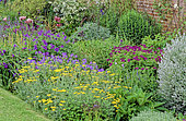 Perennial Flowerbed with Yarrow (Achillea sp), Perennial Geranium (Geranium sp), Misery, Virginia Spiderwort (Tradescantia virginiana), Poppy (Papaver sp), Spring-Summer