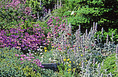 Perennial Flowerbed with Daisy (Erigeron sp), Bear Ear, Woolly hedgenettle (Stachys byzantina), Spring-Summer