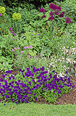 Perennial Flowerbed with Pansy (Viola sp), Ornamental Garlic (Allium sp), Spurge (Euphorbia sp), Spring-Summer