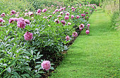 Turf driveway and border of herbaceous Peony (Paeonia sp) in spring