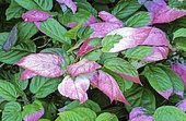 Kolomikta Vine (Actinidia kolomikta),