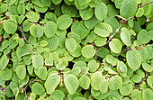 Winter-hazel (Corylopsis spicata) foliage